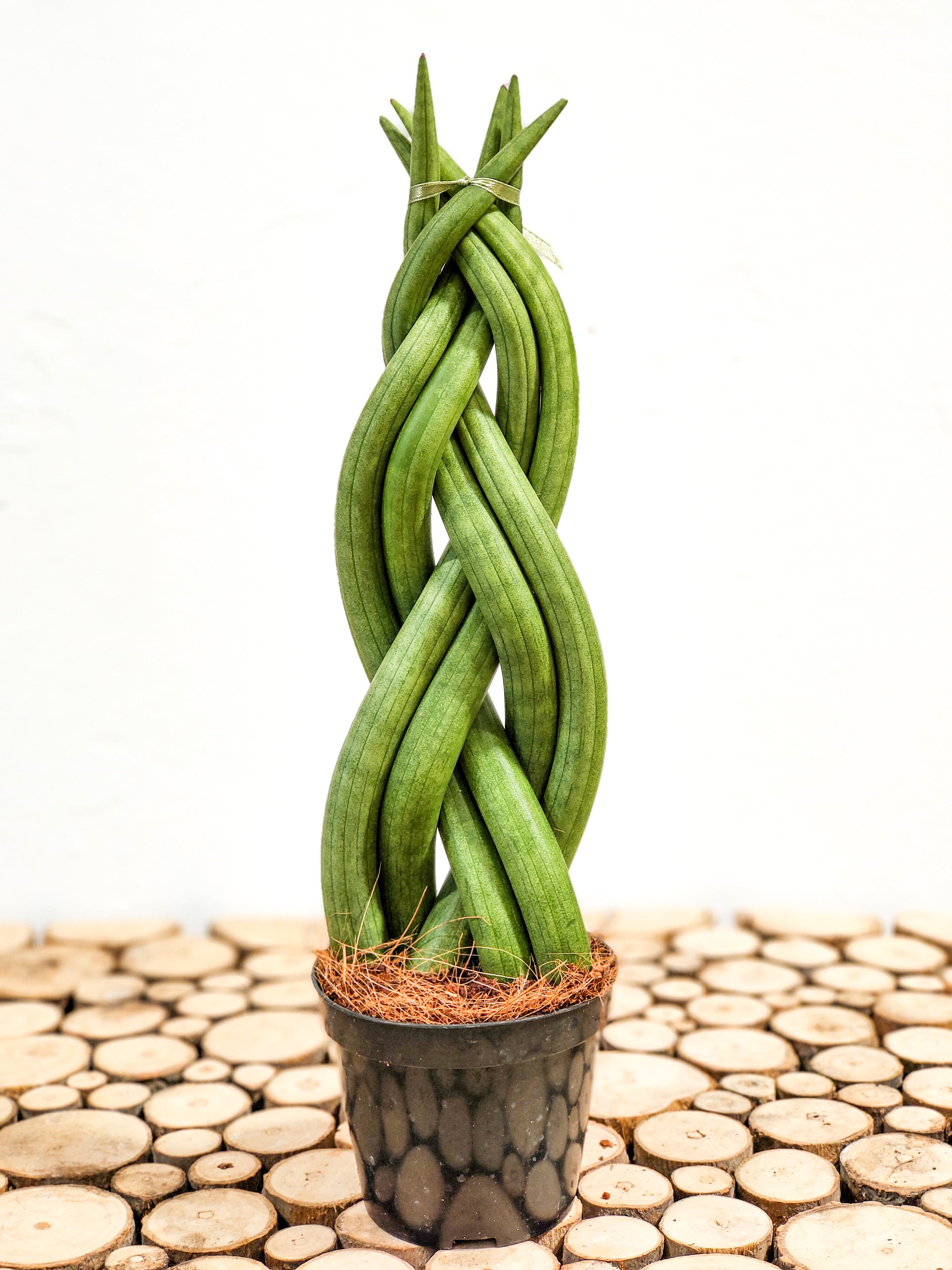 Sansevieria Cylindrica Trenzada Braid Tropicaleplants 